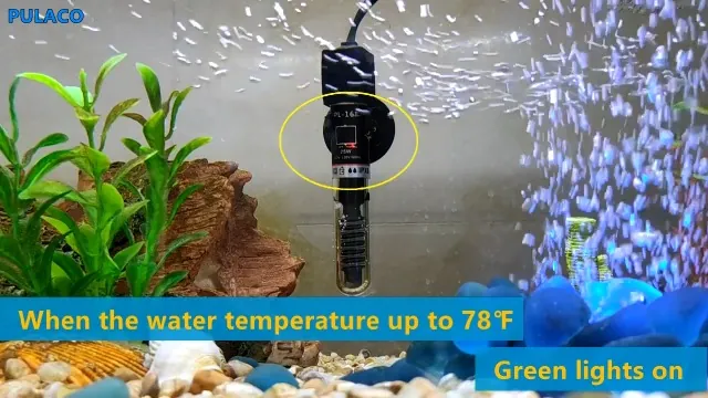 PULACO 25W Mini Aquarium Heater Review image 7